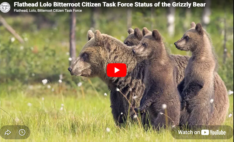 Flathead Lolo Bitterroot Citizen Task Force Grizzly Bear Film