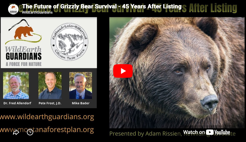 Flathead Lolo Bitterroot Citizen Task Force Grizzly Bears and Endangered Species Act Listing