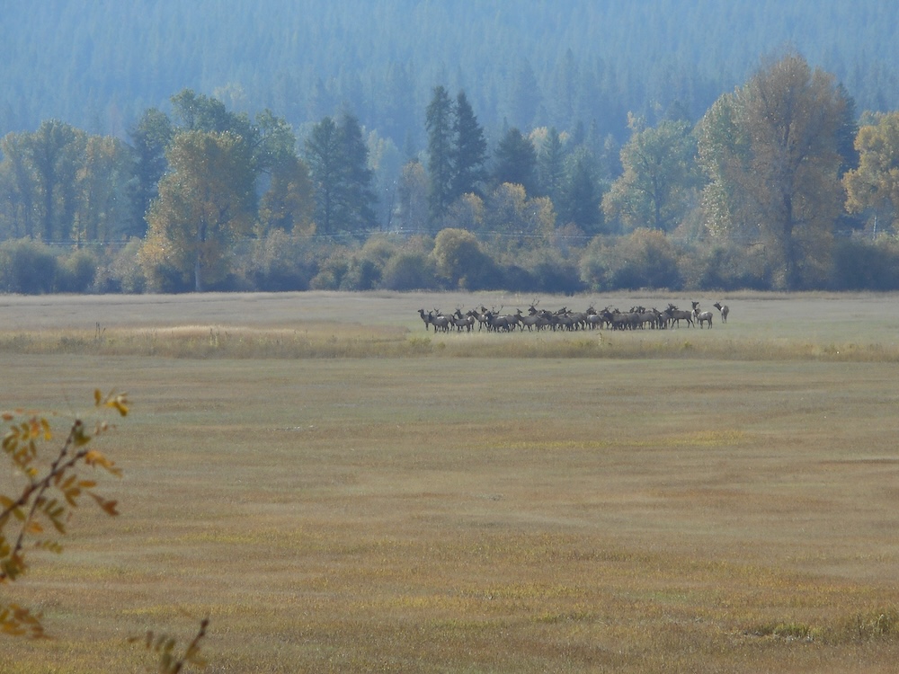 Flathead Lolo Bitterroot Citizen Task Force Ninemile Elk