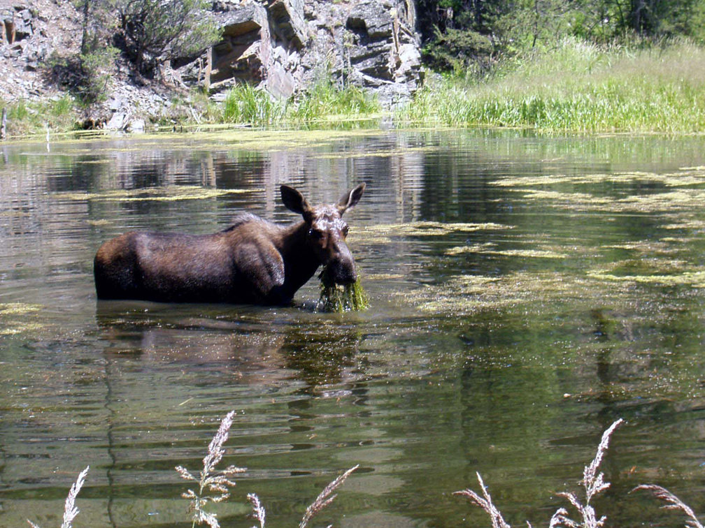 Flathead Lolo Bitterroot Citizen Task Force Moose Lolo National Forest