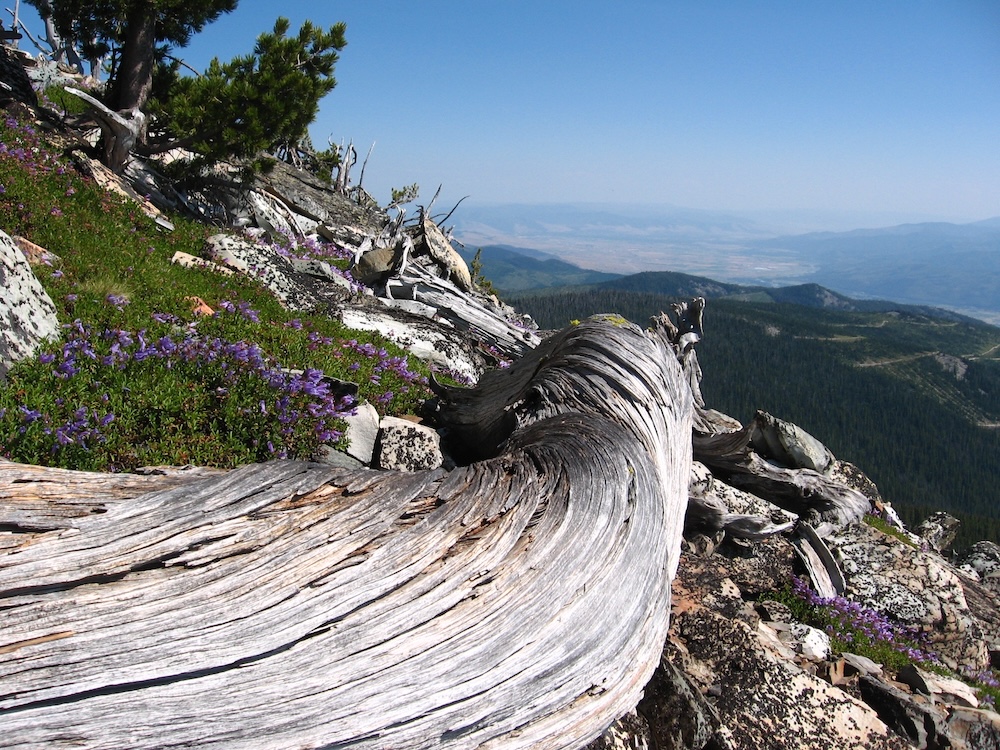 Flathead Lolo Bitterroot Citizen Task Force Long Term Plans