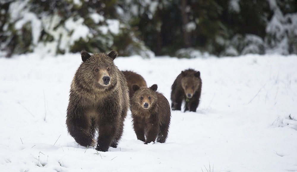 Flathead Lolo Bitterroot Citizen Task Force Grizzly Bear and Cub