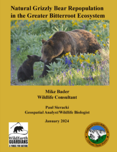Natural Grizzly Bear Repopulation in the Greater Bitterroot Ecosystem Report Bader Sieracki