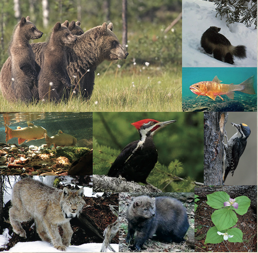 Flathead Lolo Bitterroot Citizen Task Force Wildlife Collage