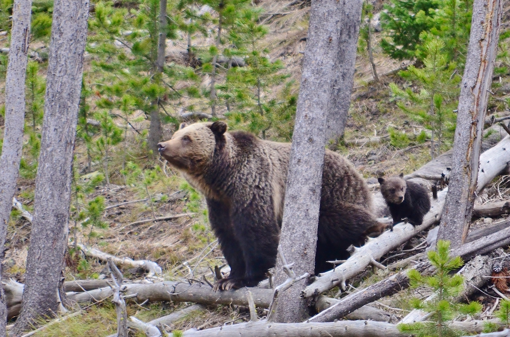 Flathead Lolo Bitterroot Citizen Task Force Grizzly Bear