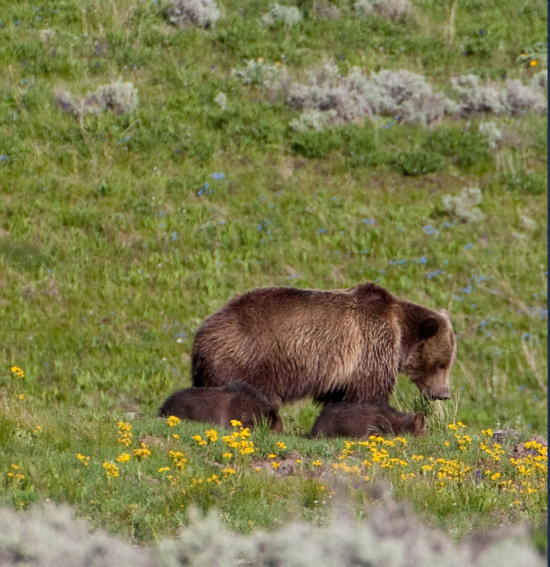 flathead-lolo-bitterroot-citizen-task-force-grizzly-bear-experts-2019