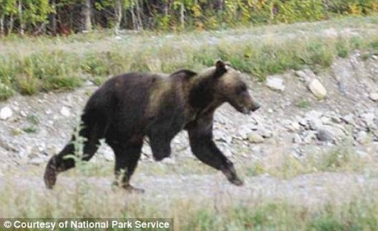 Flathead Lolo Bitterroot Citizen Task Force Grizzly Bear Missing Arm From Trap